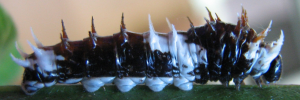 Larvae